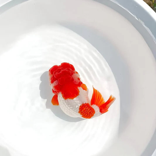 ranchu
