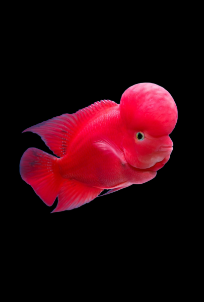 Flowerhorn Fish