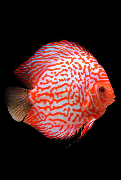 Discus Fish
