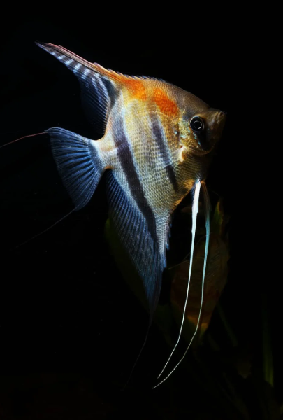 Angelfish