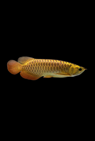 Arowana Fish