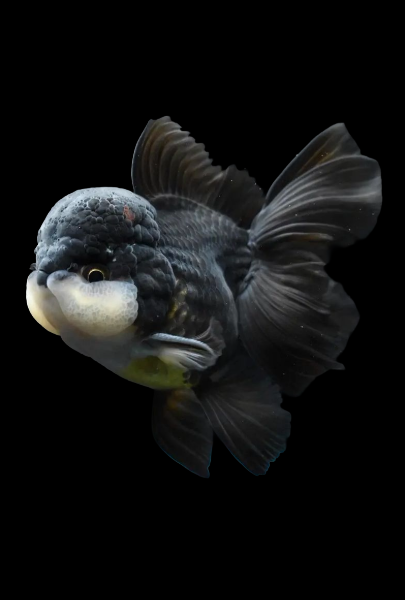 Goldfish