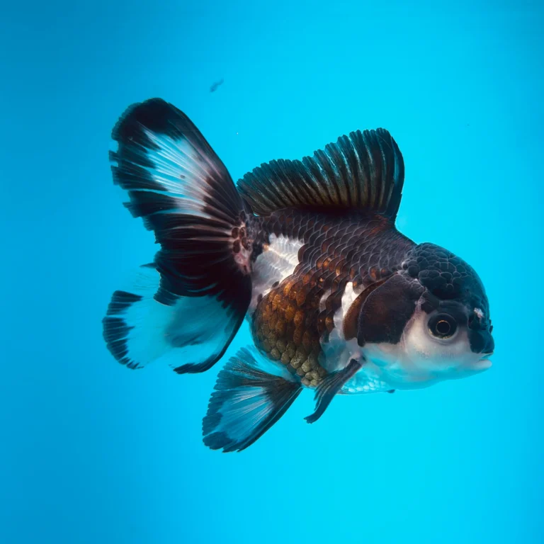 panda goldfish
