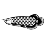 Arowana Fish