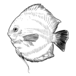 Discus Fish